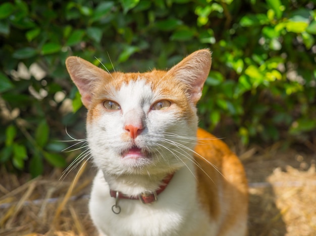 Joli Chat Orange Et Blanc Regardant Vers La Camera Photo Premium