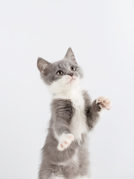 Joli Chaton Gris Jouant Drole Et Amusant Sur Un Blanc Photo Premium