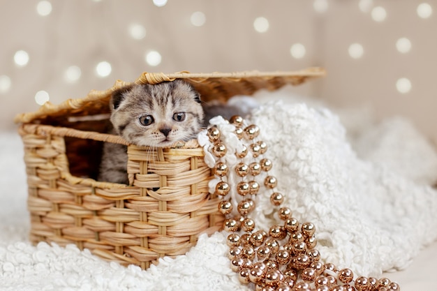 Photo Premium Un Joli Chaton Tigre Sort D Un Panier En Osier Leurs Paniers Suspendus A Des Perles Dorees Carte De Noel Vacances Cadeau Concept De Noel Et Nouvel An