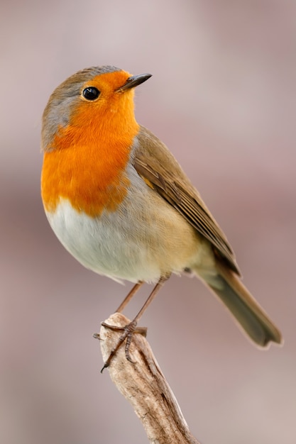 Joli Oiseau Avec Un Joli Plumage Rouge Orange Télécharger