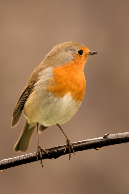 Joli Oiseau Avec Un Joli Plumage Rouge Orange Télécharger