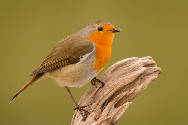 Joli Oiseau Avec Un Joli Plumage Rouge Orange Télécharger