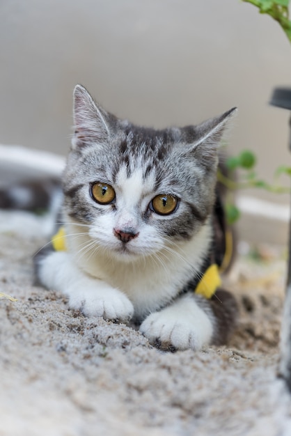 Photo Libre De Droit De Chat Blanc Avec Yeux Jaunes Allongé