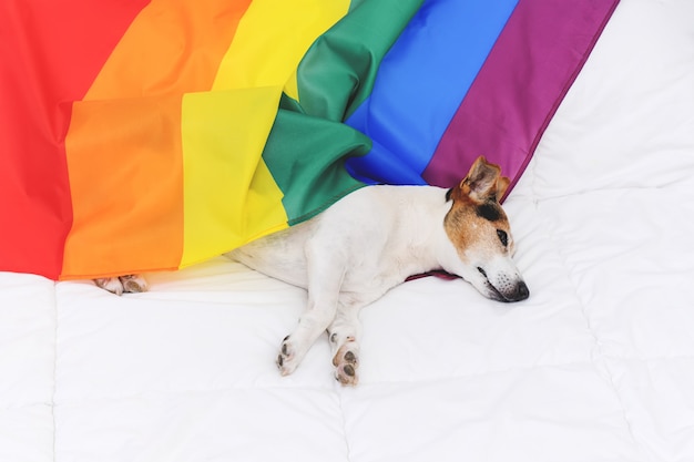 Jolie chien jack russell enveloppé dans le drapeau arc-en-ciel lgbt allongé sur un lit blanc Photo Premium