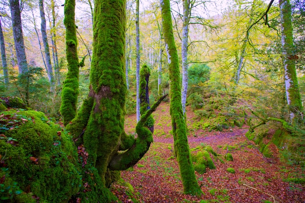 Jungle de hêtres selva de irati en automne dans les pyrénées de navarre en espagne Photo Premium