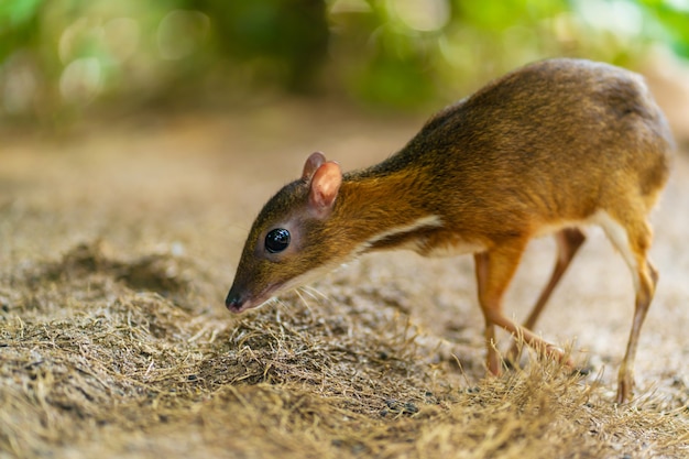 Kanchil Est Un Joli Bebe Cerf Des Tropiques Le Cerf De La Souris Est L Un Des Animaux Les Plus Inhabituels Souris A Onglons Photo Premium