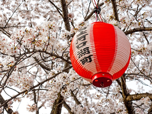 Lampe Japonaise Rouge Accrocher Sur Larbre Avec La Fleur De