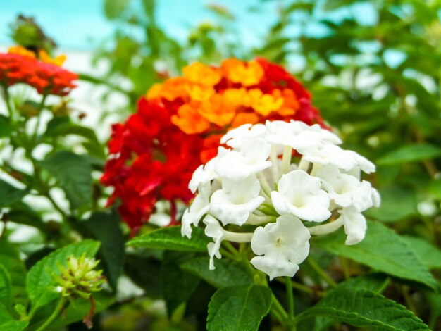 Lantana Pure Beauté Beauté Fleur Blanche Et Rouge Jaune