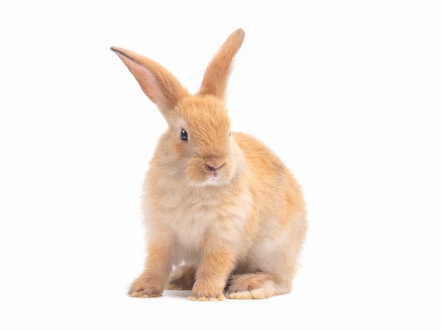 Lapin Bebe Mignon Rouge Brun Isole Sur Fond Blanc Photo Premium