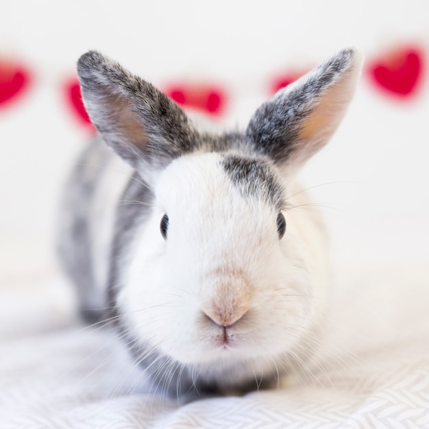 Lapin Drole Sur Le Drap De Lit Photo Premium