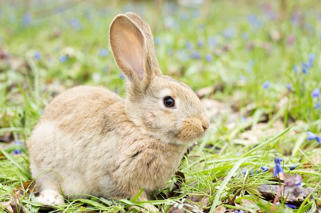  Lapin  de  p ques sur un pr  en fleurs  li vre dans une 