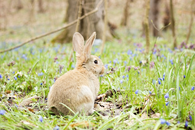  Lapin  De  P ques Sur Un Pr  En Fleurs  Li vre Dans Une 