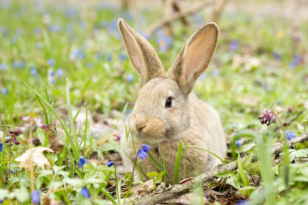  Lapin  Sur Un Pr  De  Fleurs  Li vre Sauvage Dans La Prairie 