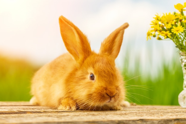  Lapin  Rouge Moelleux Mignon Sur Bouquet De  Fond Nature De  