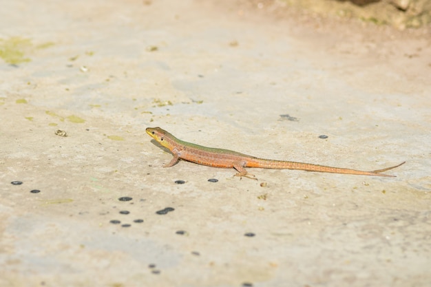 Lezard Des Murailles Maltaises A Queue Freak Photo Gratuite