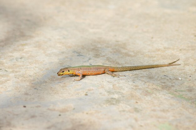 Lezard Des Murailles Maltaises A Queue Freak Photo Gratuite