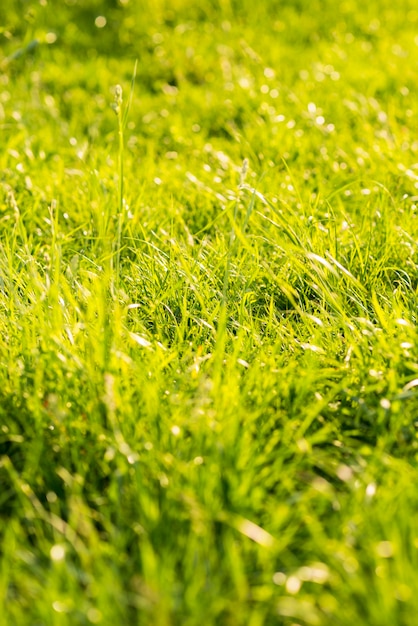 Longue herbe verte en été Photo gratuit