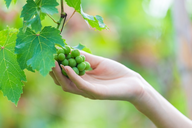Main femme, toucher, raisin, sur, arbre Photo gratuit