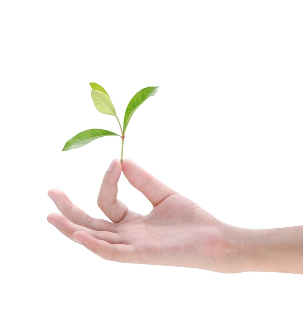 Main tenant la plante sur fond blanc Photo Premium