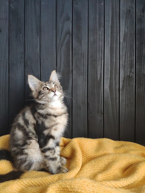 Maine Coon Chaton Se Trouve Sur Un Pull Jaune Contre Un Mur Noir Selective Focus Photo Premium