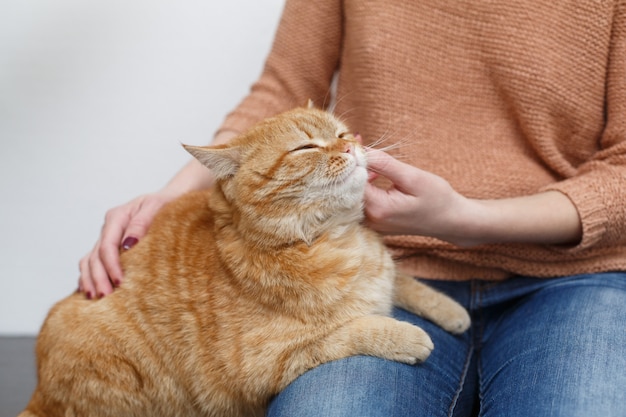 Mains De Femme Caressant Un Chat Rouge En Bonne Sante Soins Des Mains Humaines Et Caressant