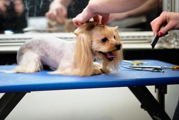 Le Maître Des Animaux Fait Les Cheveux Du0027un Yorkshire Terrier Avec 