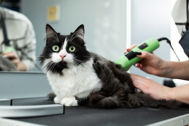 Le Maitre De Toilettage Coupe Et Rase Un Chat Avec Une Machine A Raser Electrique Photo Premium