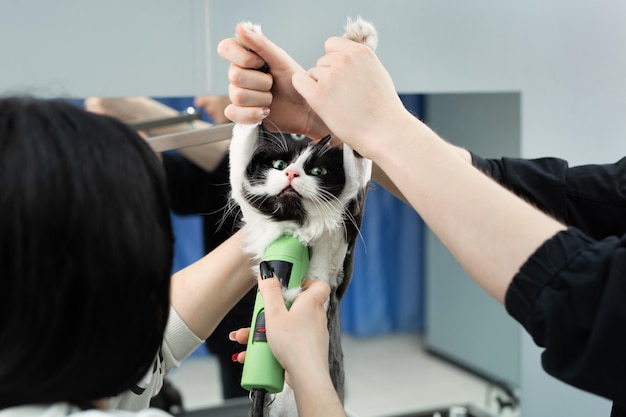 Le Maitre De Toilettage Coupe Et Rase Un Chat S Occupe D Un Chat Le Veterinaire Utilise Une Machine A Raser Electrique Pour Le Chat Photo Premium