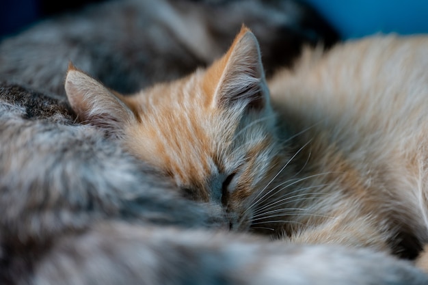 Maman Chat Et Ses Petits Chatons Photo Premium