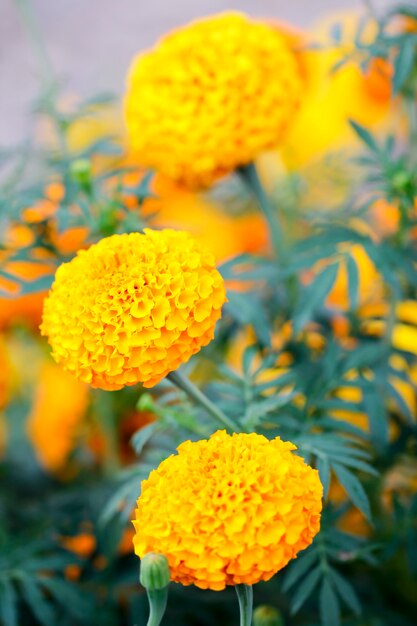 Marigold Ro Fleur Jaune Jardin Feuille Verte Fond Blanc