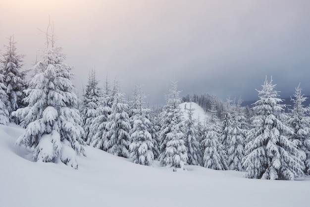 Matin D Hiver Paysage De Montagne Calme Avec Glacage De Sapins Et De Pistes De Ski De Neige Sur Les Pentes De La Montagne Photo Gratuite