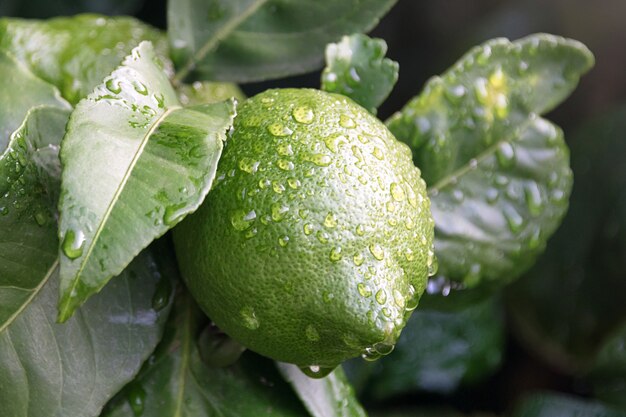 La Maturation Des Fruits Citronnier Se Bouchent Citron Vert Frais Avec Des Gouttes D Eau Accroche Sur Une Branche D Arbre Dans Un Jardin Biologique Photo Premium