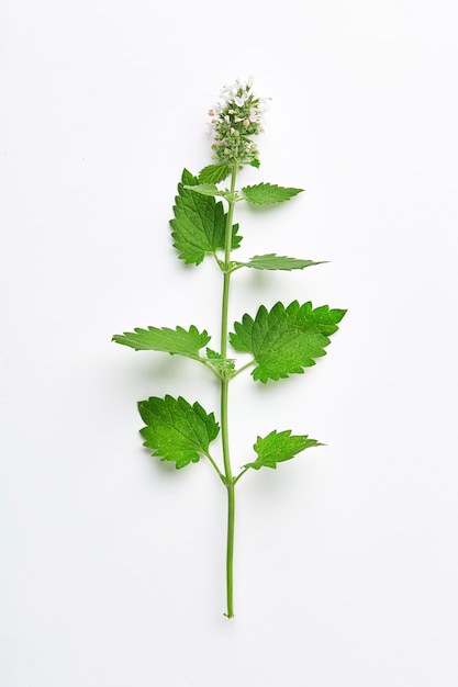 Mélisse feuille ou mélisse isolée. branche de mélisse avec inflorescence isolée. vue de dessus Photo Premium