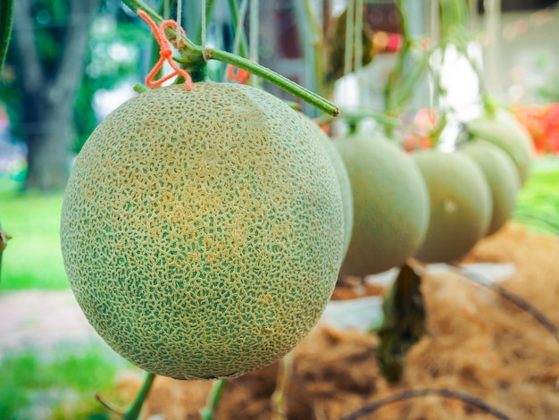 Le Melon Vert Ou Le Melon Cantaloup Japonais Est Une Plante Qui Pousse Dans La Ferme Photo Premium