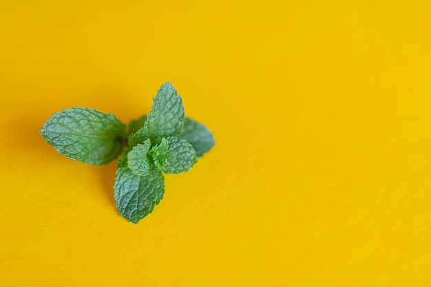La menthe poivrée placée sur un fond jaune. Photo gratuit