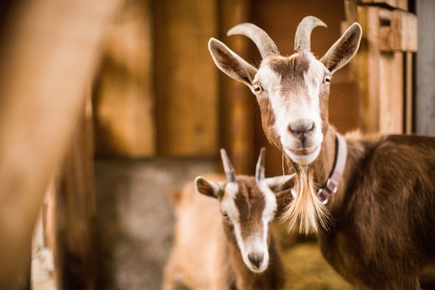 Mere Et Bebe Chevres Marron Et Blanc A L Interieur D Une Grange Photo Gratuite