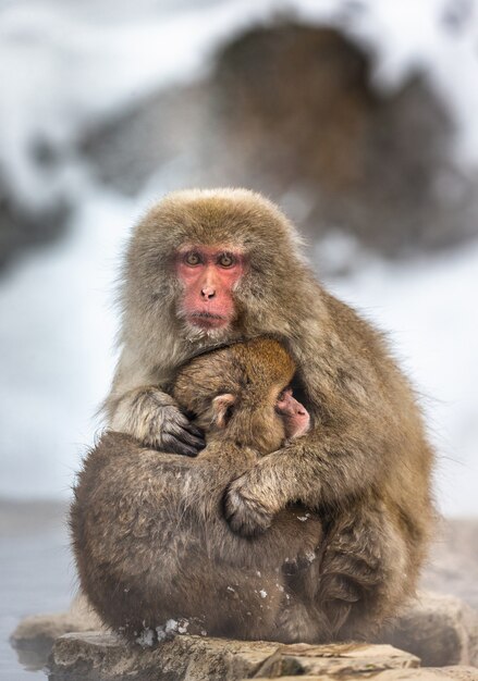 Mere Avec Un Bebe Macaque Japonais Assis Sur La Pierre Photo Premium