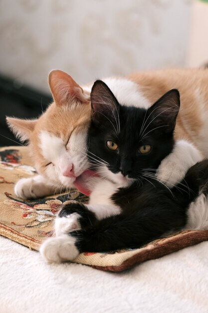 Mere Chat Blanc Et Rouge Embrasse Et Leche Un Chaton Noir Et Blanc Photo Premium