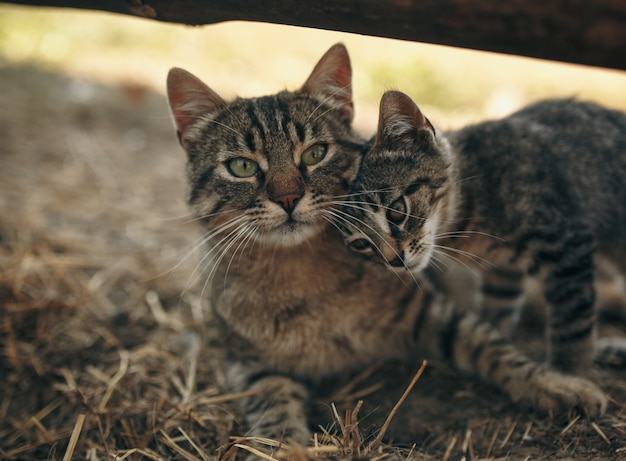 Mere Chat Chaton Bisous Le Chat Embrasse Le Chaton Et Presse Son Visage Contre Le Chaton