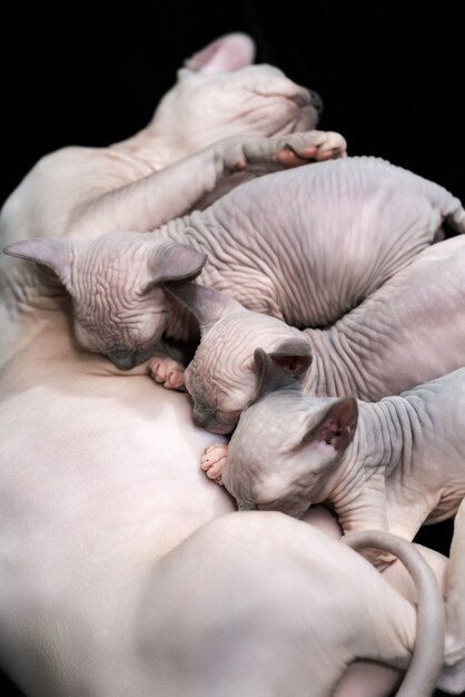 Mere De Race De Chat Sphynx Canadien Couche Et Allaiter Trois Chatons Famille Feline Fond Noir Photo Premium