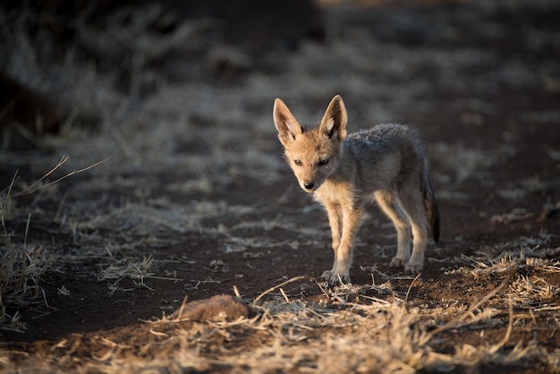 Images Bebe Renard Vecteurs Photos Et Psd Gratuits