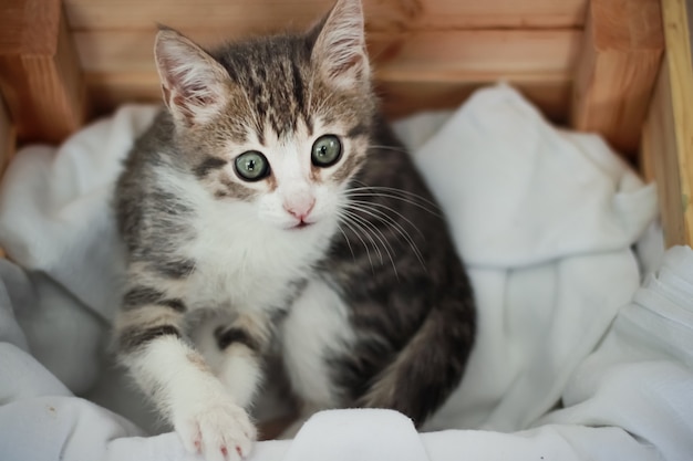 Mignon Bebe Chat Blanc Gris Diverses Poses Photo Premium