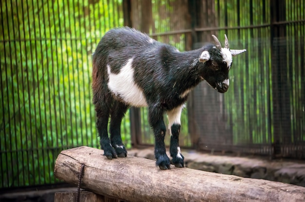 Mignon Bebe Chevre Noir Et Blanc Au Zoo Photo Premium