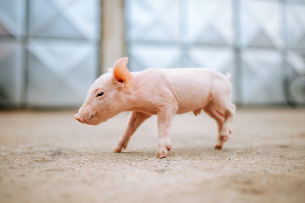 Un Mignon Bebe Cochon Rose Photo Premium