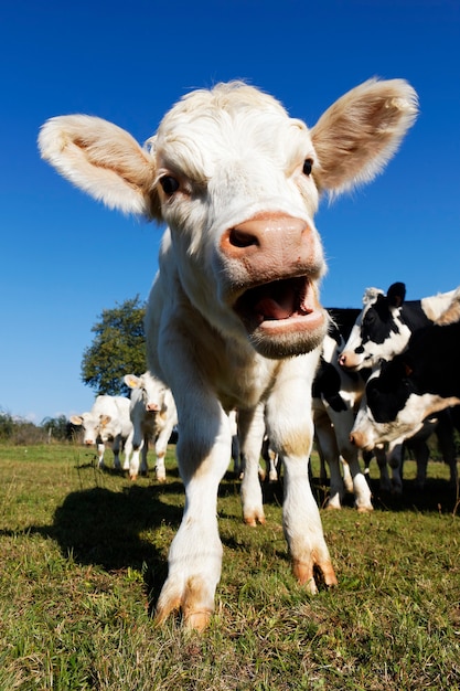 Mignon Bebe Vache Sur Les Terres Agricoles En Ete Photo Gratuite