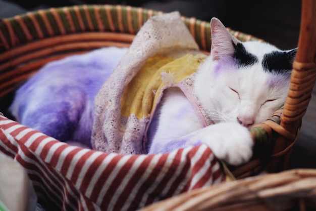 Mignon Chat Blanc Thailandais Dormant Dans Un Panier En Bois Et Appliquant Du Violet Pour Traiter Les Maladies De La Peau Du Chat Photo Premium