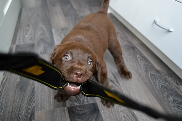 Mignon Chiot Labrador Retriever Au Chocolat Jouant A La Maison Mordant La Ceinture Et Courant Dans La Piece Elevant Un Chiot Et Lui Apprenant Des Commandes Chenil De Chien De Race