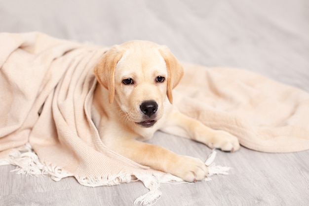 Mignon Chiot Labrador Se Trouve Sur Le Sol Sous La Couverture De La Maison Animaux Chien Photo De Haute Qualite Photo Premium