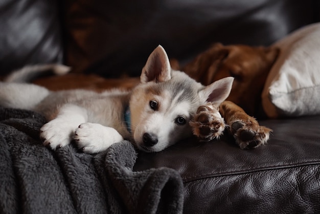 Mignon Domestique Chiot Husky Tchecoslovaque Portant Avec Un Golden Retriever Adulte Sur Un Canape Photo Gratuite