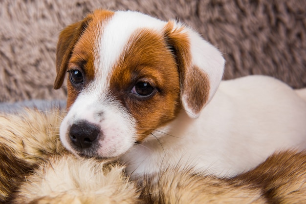 Mignon Drole Chiot De Chien Jack Russell Terrier Joue Dans La Fourrure Sur Fond Marron Le Chien Ment Doux Animal Drole Photo Premium